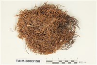 藏品(紫萼苔科)的圖片